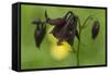 Dark Columbine (Aquilegia Atrata) Flower, Liechtenstein, June 2009-Giesbers-Framed Stretched Canvas