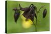 Dark Columbine (Aquilegia Atrata) Flower, Liechtenstein, June 2009-Giesbers-Stretched Canvas