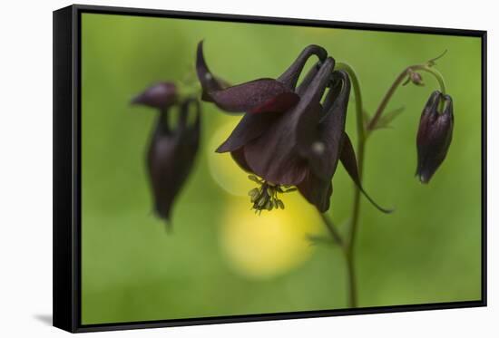 Dark Columbine (Aquilegia Atrata) Flower, Liechtenstein, June 2009-Giesbers-Framed Stretched Canvas