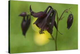 Dark Columbine (Aquilegia Atrata) Flower, Liechtenstein, June 2009-Giesbers-Stretched Canvas