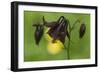 Dark Columbine (Aquilegia Atrata) Flower, Liechtenstein, June 2009-Giesbers-Framed Photographic Print