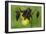 Dark Columbine (Aquilegia Atrata) Flower, Liechtenstein, June 2009-Giesbers-Framed Photographic Print