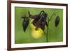 Dark Columbine (Aquilegia Atrata) Flower, Liechtenstein, June 2009-Giesbers-Framed Photographic Print