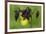 Dark Columbine (Aquilegia Atrata) Flower, Liechtenstein, June 2009-Giesbers-Framed Photographic Print