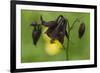 Dark Columbine (Aquilegia Atrata) Flower, Liechtenstein, June 2009-Giesbers-Framed Photographic Print