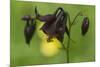 Dark Columbine (Aquilegia Atrata) Flower, Liechtenstein, June 2009-Giesbers-Mounted Photographic Print