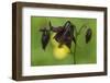 Dark Columbine (Aquilegia Atrata) Flower, Liechtenstein, June 2009-Giesbers-Framed Photographic Print