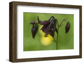 Dark Columbine (Aquilegia Atrata) Flower, Liechtenstein, June 2009-Giesbers-Framed Photographic Print