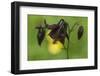 Dark Columbine (Aquilegia Atrata) Flower, Liechtenstein, June 2009-Giesbers-Framed Photographic Print