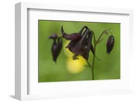 Dark Columbine (Aquilegia Atrata) Flower, Liechtenstein, June 2009-Giesbers-Framed Photographic Print