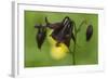 Dark Columbine (Aquilegia Atrata) Flower, Liechtenstein, June 2009-Giesbers-Framed Photographic Print