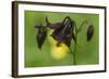 Dark Columbine (Aquilegia Atrata) Flower, Liechtenstein, June 2009-Giesbers-Framed Photographic Print