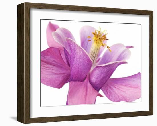 Dark columbine close-up-Frank Krahmer-Framed Art Print