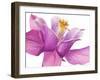 Dark columbine close-up-Frank Krahmer-Framed Art Print