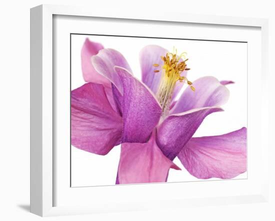 Dark columbine close-up-Frank Krahmer-Framed Art Print