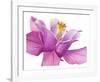 Dark columbine close-up-Frank Krahmer-Framed Art Print