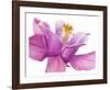 Dark columbine close-up-Frank Krahmer-Framed Art Print