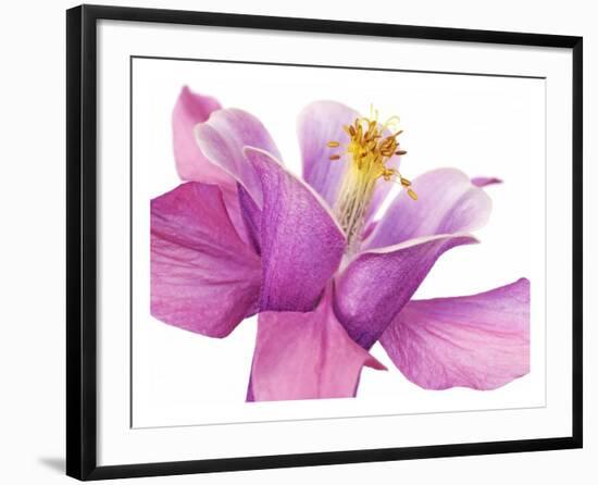 Dark columbine close-up-Frank Krahmer-Framed Art Print