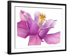 Dark columbine close-up-Frank Krahmer-Framed Art Print