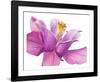 Dark columbine close-up-Frank Krahmer-Framed Art Print