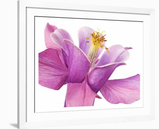 Dark columbine close-up-Frank Krahmer-Framed Art Print