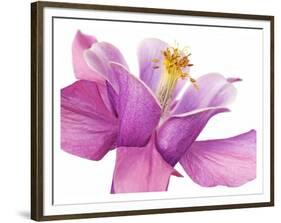 Dark columbine close-up-Frank Krahmer-Framed Art Print