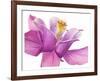 Dark columbine close-up-Frank Krahmer-Framed Art Print