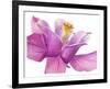 Dark columbine close-up-Frank Krahmer-Framed Art Print