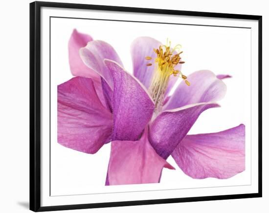 Dark columbine close-up-Frank Krahmer-Framed Art Print