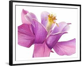 Dark columbine close-up-Frank Krahmer-Framed Art Print