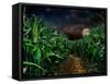 Dark Corn Field-null-Framed Stretched Canvas