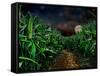 Dark Corn Field-null-Framed Stretched Canvas