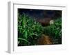 Dark Corn Field-null-Framed Premium Photographic Print