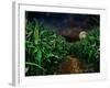 Dark Corn Field-null-Framed Photographic Print