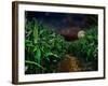 Dark Corn Field-null-Framed Photographic Print