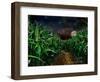 Dark Corn Field-null-Framed Photographic Print