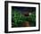 Dark Corn Field-null-Framed Photographic Print