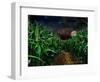 Dark Corn Field-null-Framed Photographic Print