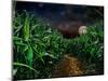 Dark Corn Field-null-Mounted Photographic Print