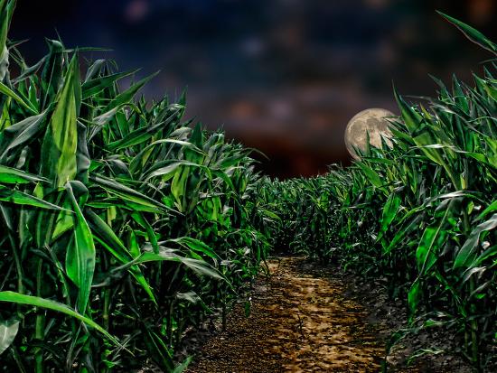 Photographic Print, , large