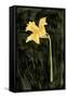 Dark Daffodils I-Emma Caroline-Framed Stretched Canvas