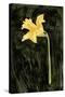 Dark Daffodils I-Emma Caroline-Stretched Canvas