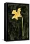 Dark Daffodils I-Emma Caroline-Framed Stretched Canvas