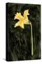 Dark Daffodils I-Emma Caroline-Stretched Canvas