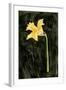 Dark Daffodils I-Emma Caroline-Framed Art Print