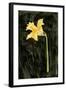 Dark Daffodils I-Emma Caroline-Framed Art Print