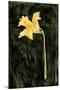 Dark Daffodils I-Emma Caroline-Mounted Art Print