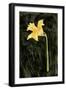 Dark Daffodils I-Emma Caroline-Framed Art Print