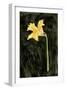 Dark Daffodils I-Emma Caroline-Framed Art Print