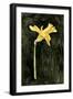 Dark Daffodils II-Emma Caroline-Framed Art Print